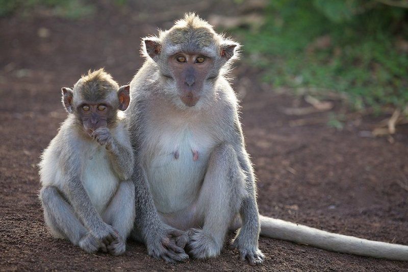 звери , обезьяны , бали Мы сами не местные... фото превью
