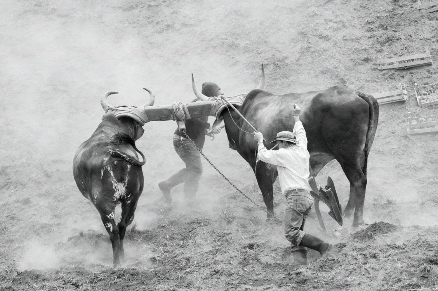 вол, Вулкан, Жанр, Жанровый портрет, Животные, Земля, ирасу, коста-рика, крестьяне, Люди, пахота, плуг, Путешествие, Репортаж, Чёрно-белые, Александр Константинов
