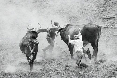 Пахота на волах