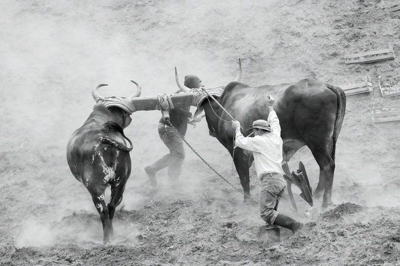 вол, Вулкан, Жанр, Жанровый портрет, Животные, Земля, ирасу, коста-рика, крестьяне, Люди, пахота, плуг, Путешествие, Репортаж, Чёрно-белые Пахота на волах фото превью