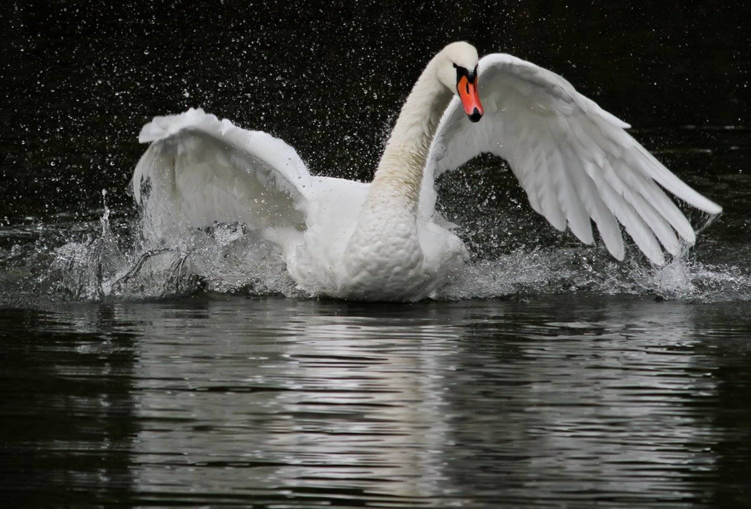 , Зоя Лаптева