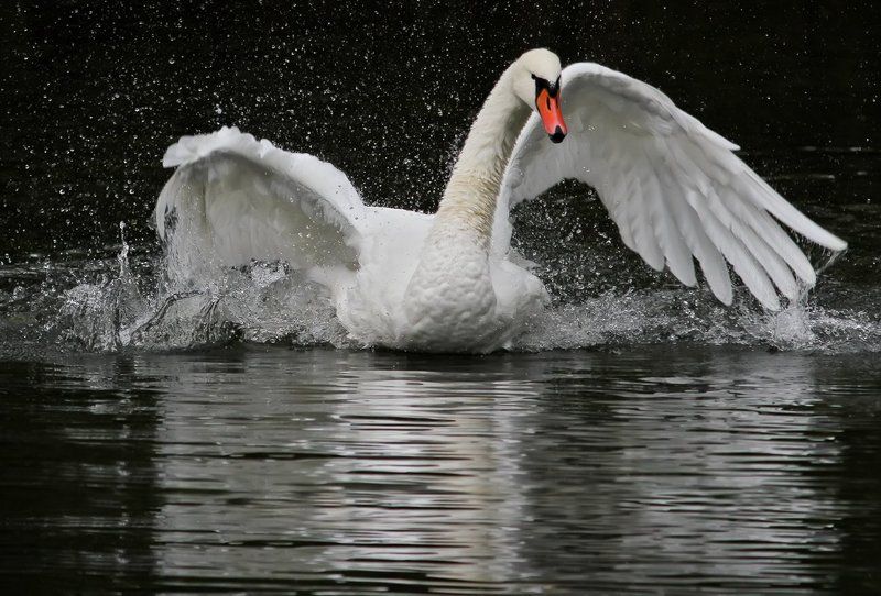 *** фото превью