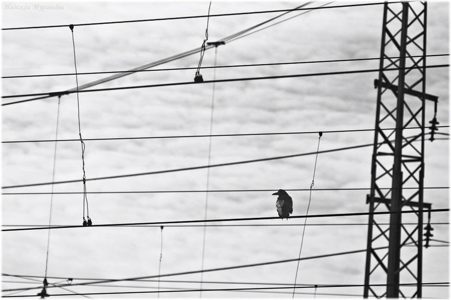 вокзал, ворона, провода, минимализм, Надежда Муравьёва