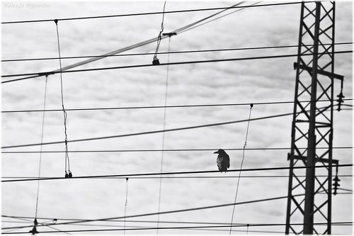Sic transit...