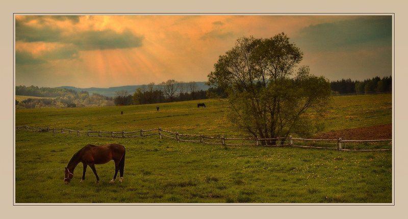 кони, луг, пейзаж на лугу пасутся ко... фото превью