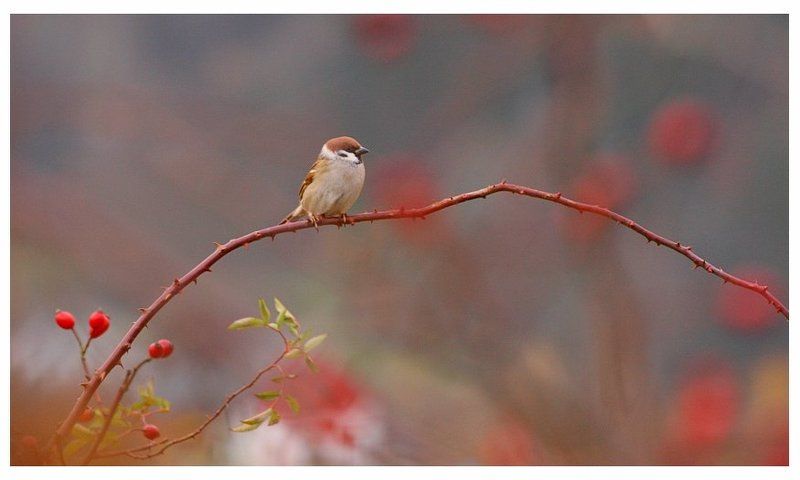 * фото превью