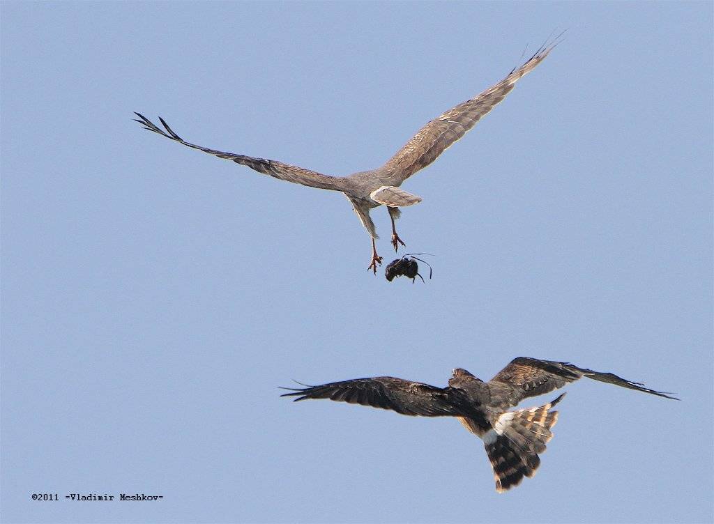 , &copy; =Vladimir Meshkov=