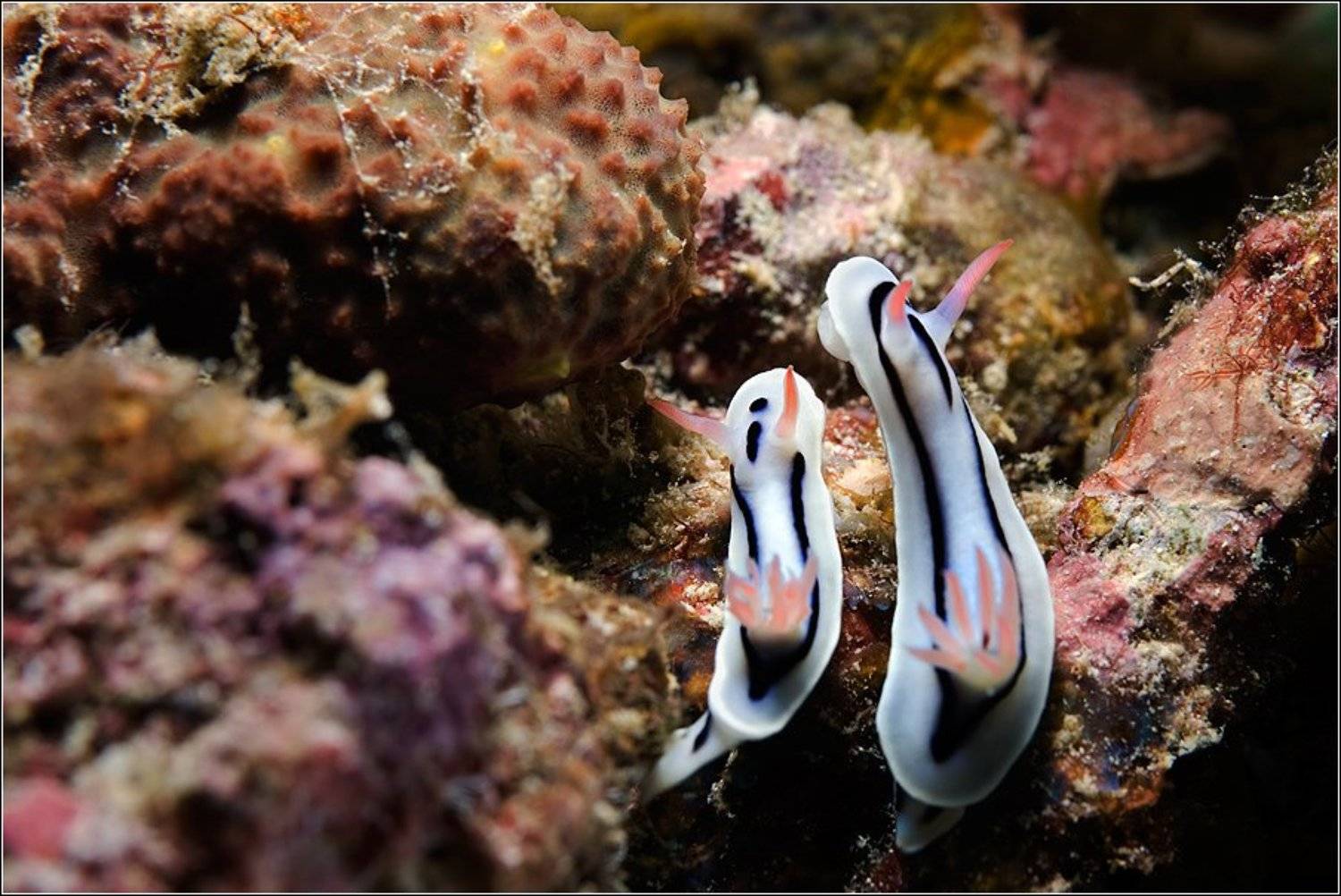 , Владимир Жданов