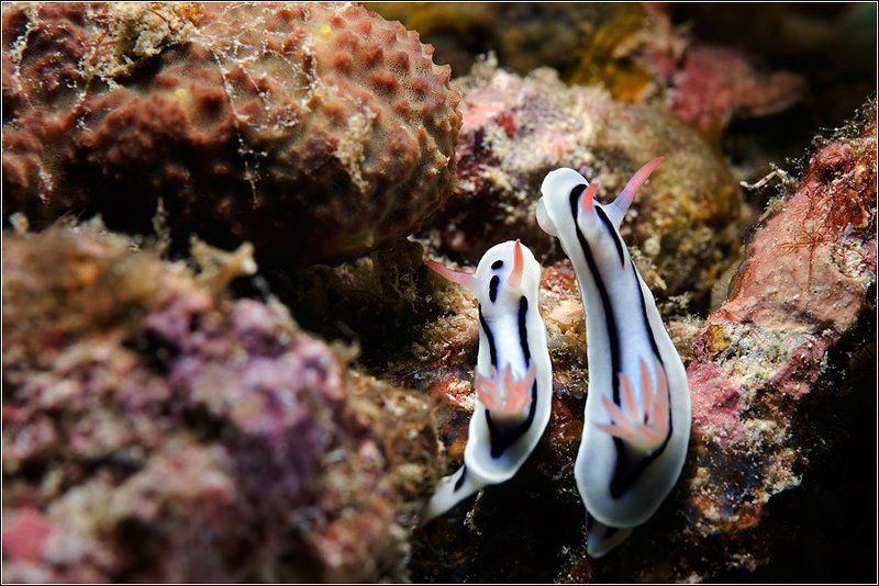 Любимая, я подарю тебе эту Звезду... фото превью