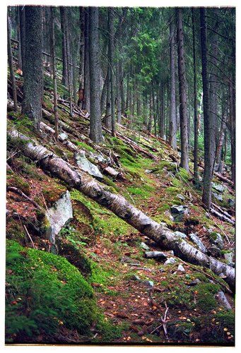 Аршицьким райштоком / Old hunting trail of Arshycja