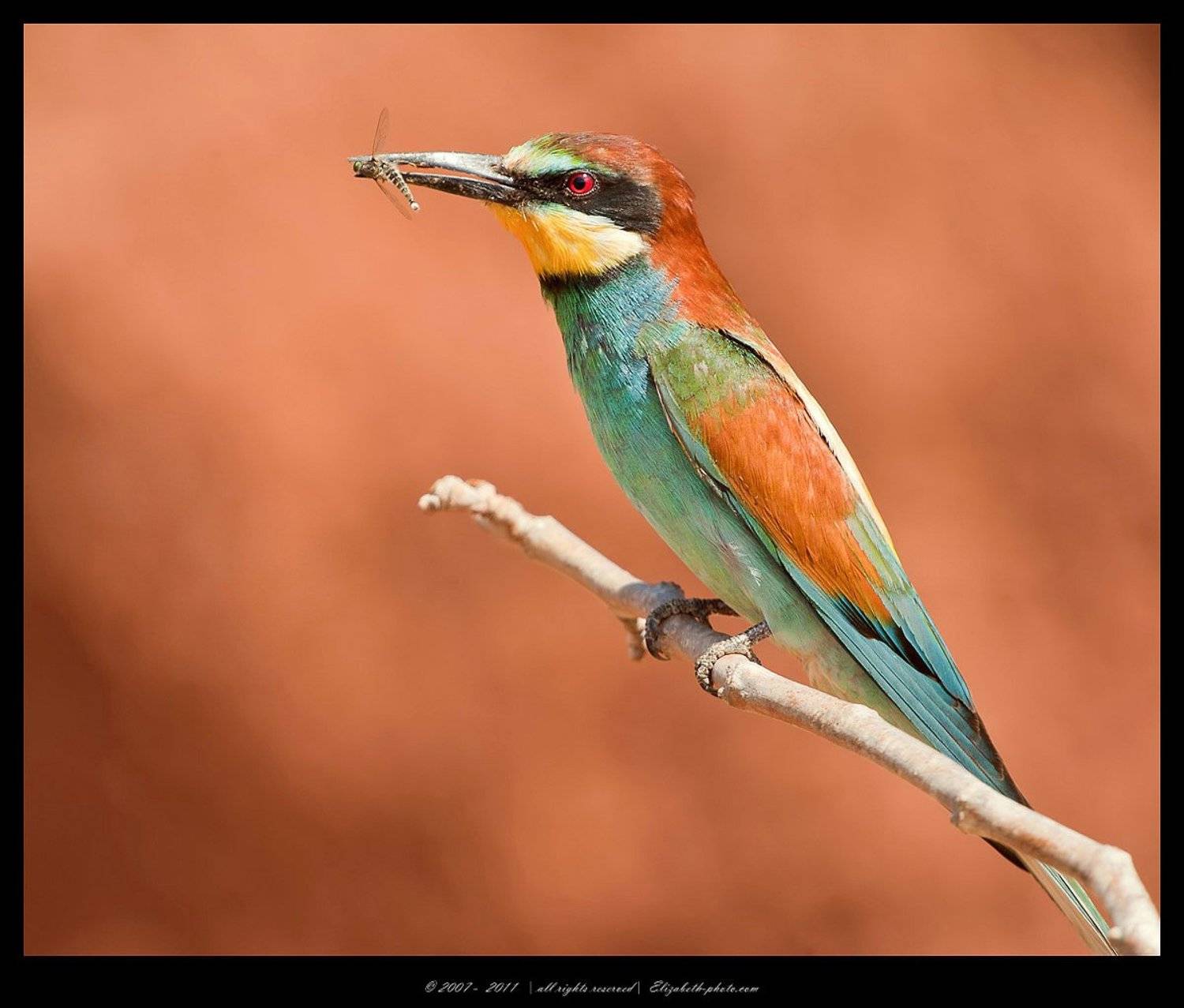 золотистая, щурка, пчелоедка, merops, apiaster, вее, еater, израиль, wildlife, Elizabeth Etkind