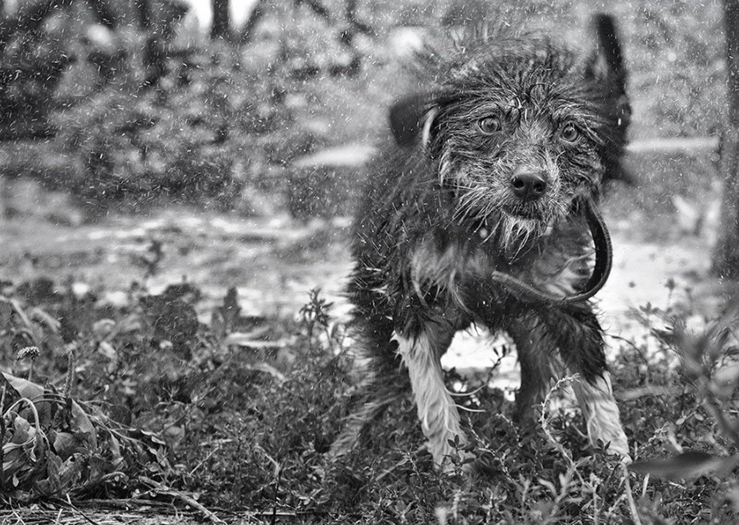 , Сергей Мироненко