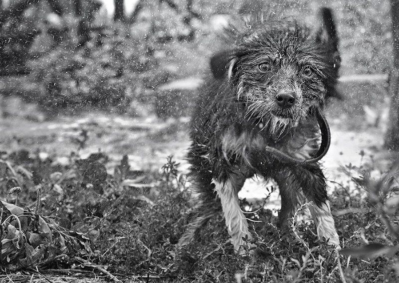 Не собачье это дело - душ принимать! фото превью