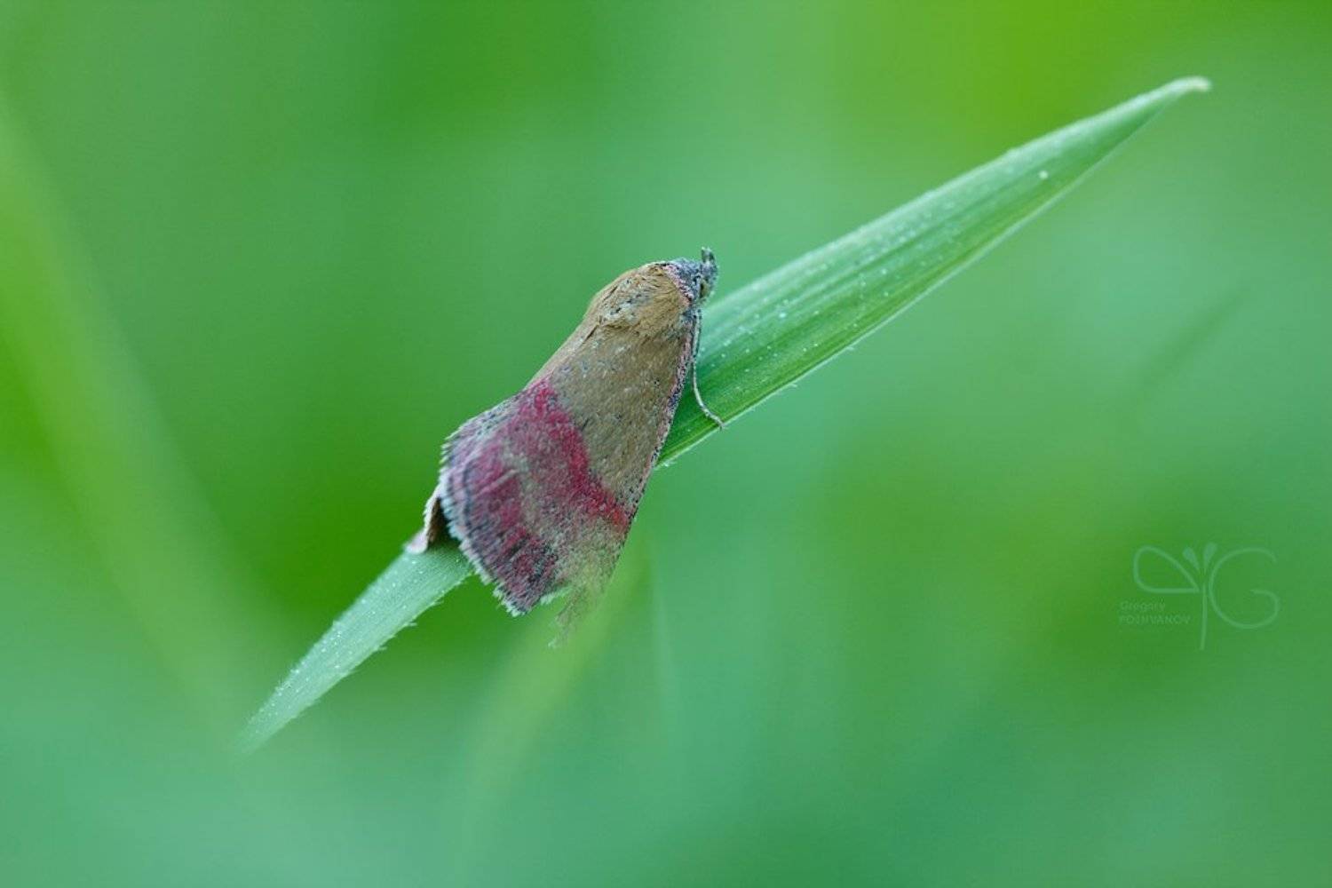 бабочка, ландыш, сон, вечер, лето, зелень, Григорий Пожванов