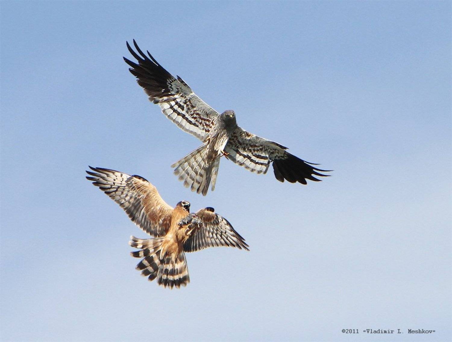 , &copy; =Vladimir Meshkov=