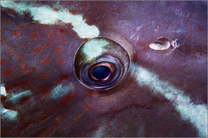 Рыбий Боди-Арт # 2 фото превью