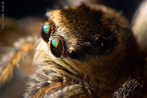 Jumping spider
