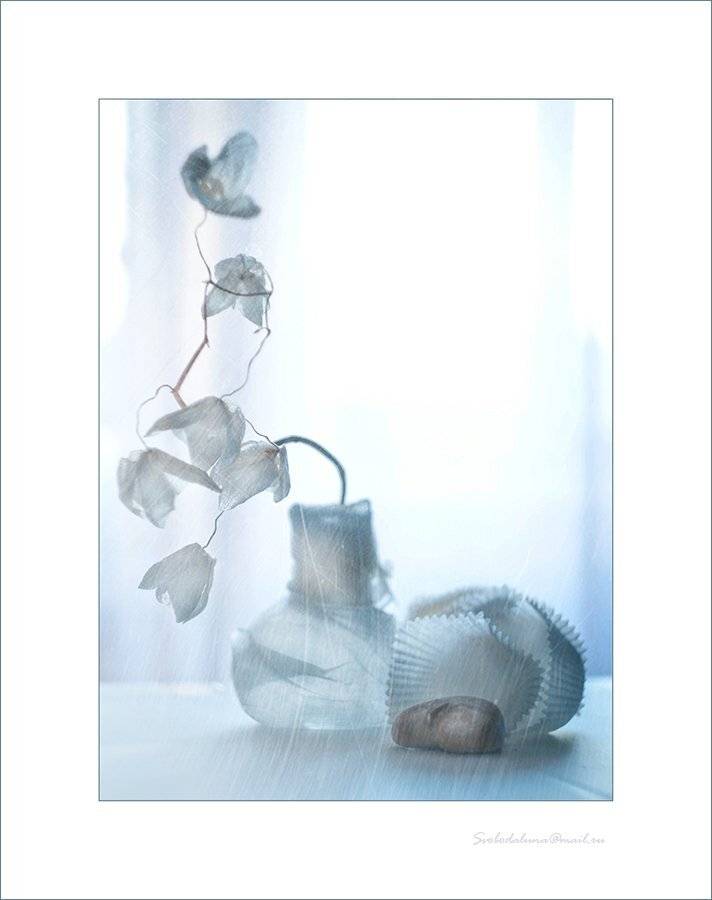 , Svoboda Andreeva