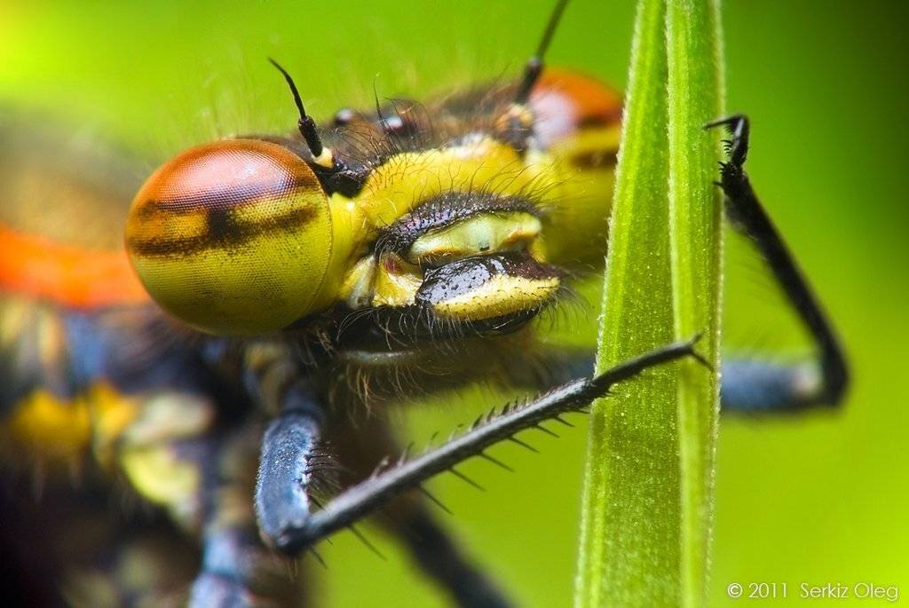 large, red, damselfly, pyrrhosoma, nymphula, female, serkiz, oleg, macro, nature, close up, Oleg Serkiz