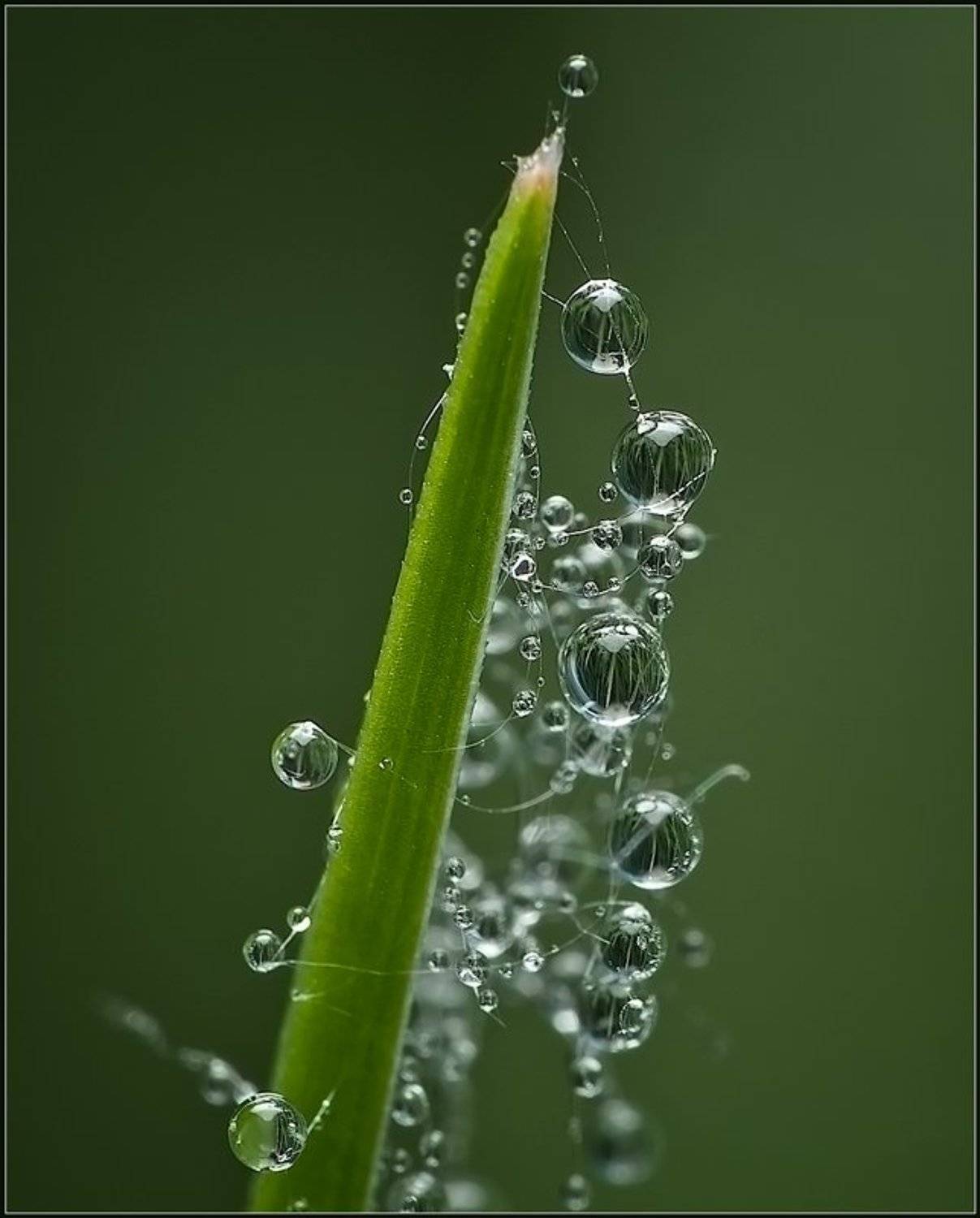 макро,вода,капли,, Евгений Кирилкин.