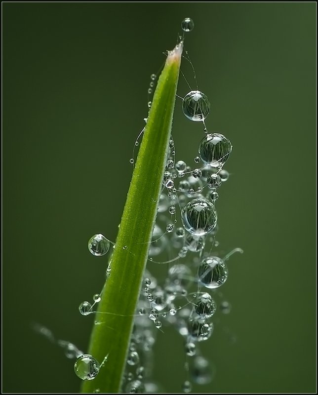 макро,вода,капли, Гирлянда. фото превью