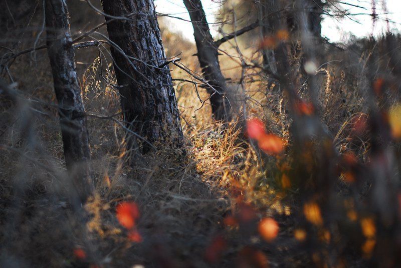 утро фото превью