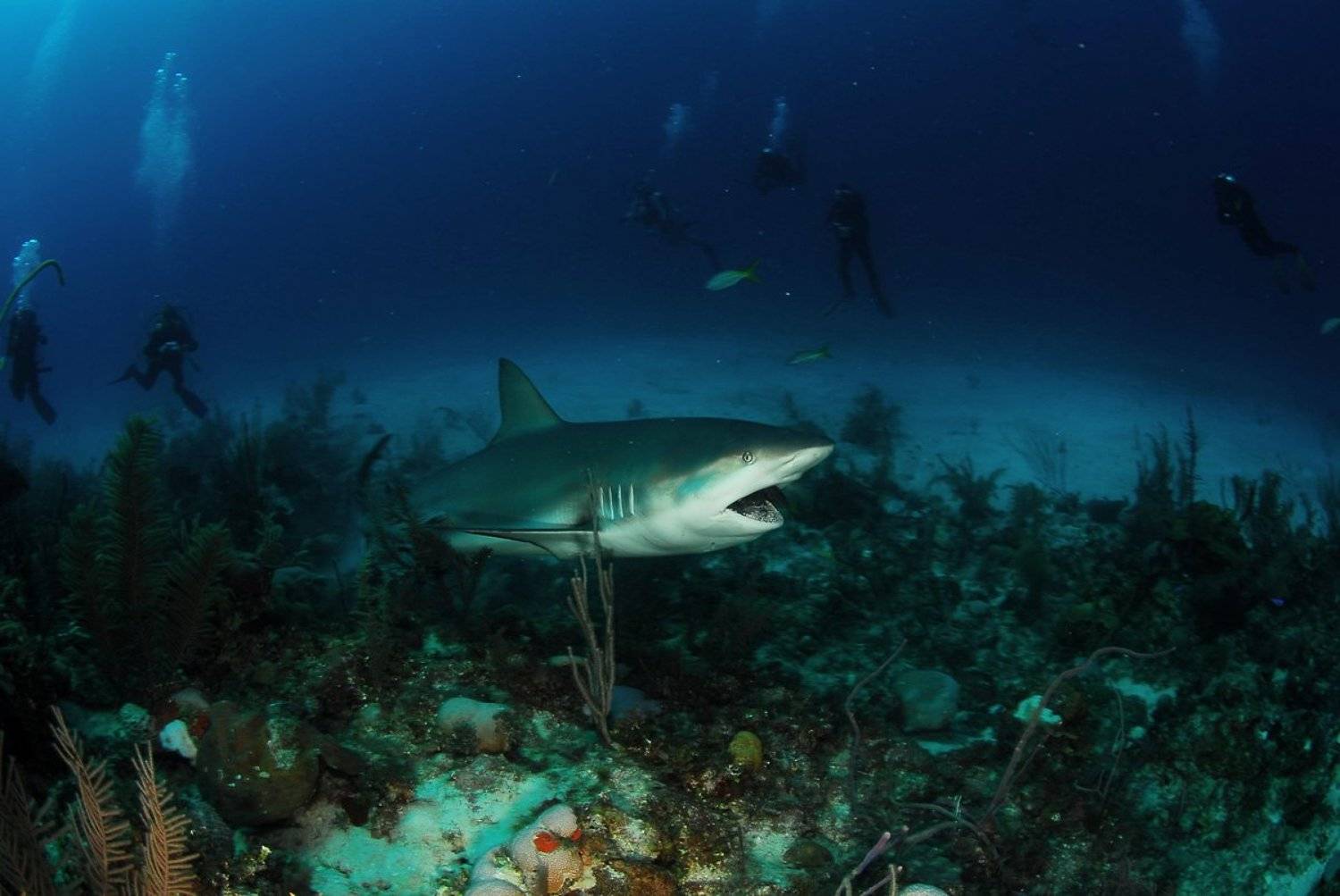 акула, Svetlana Nosova