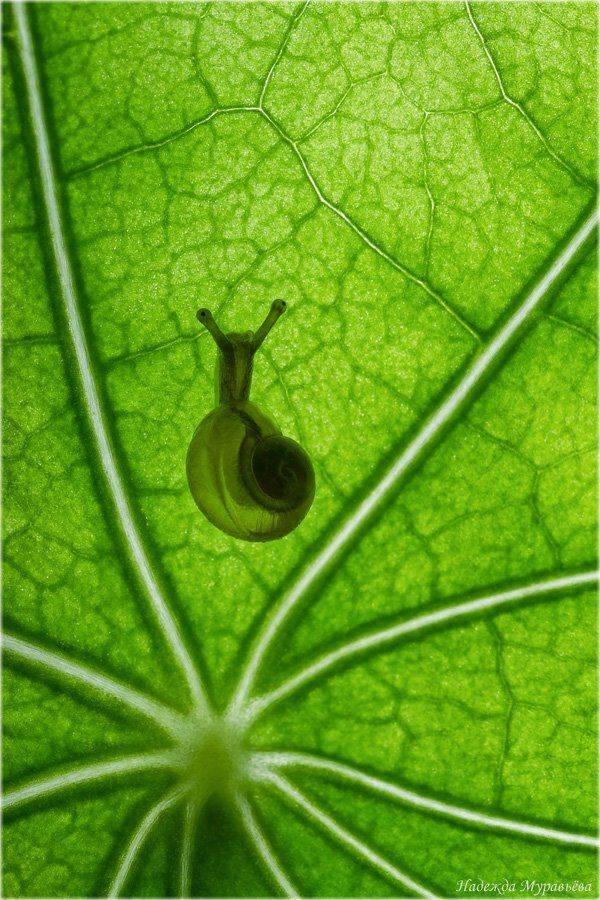 улитка, Надежда Муравьёва