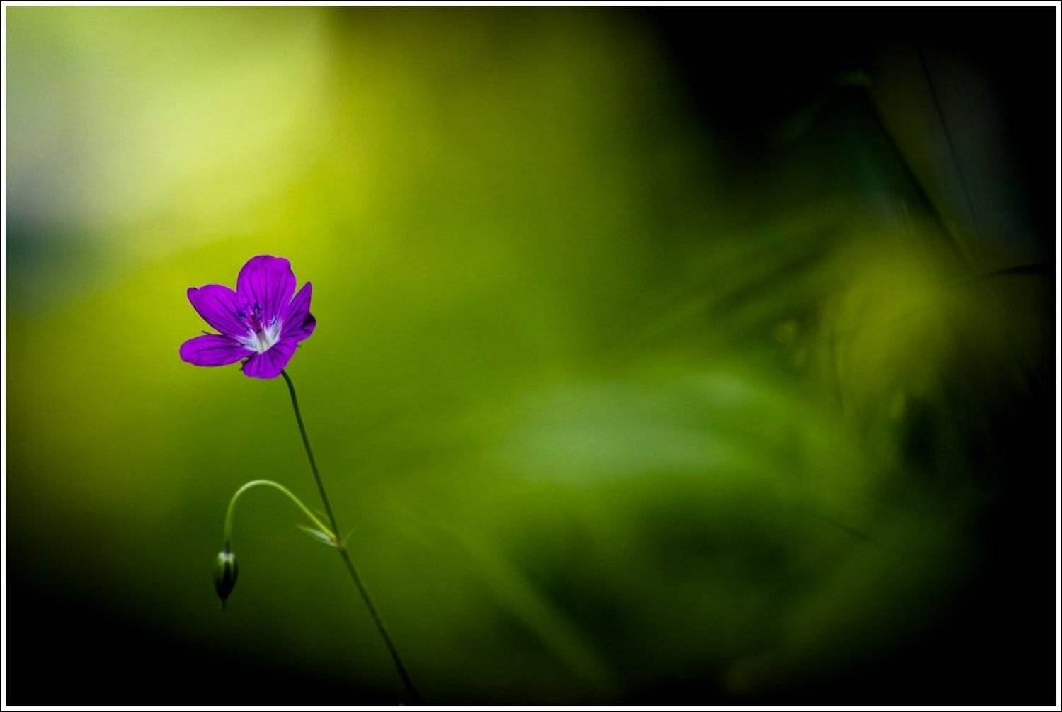 , Григорий Иващенко