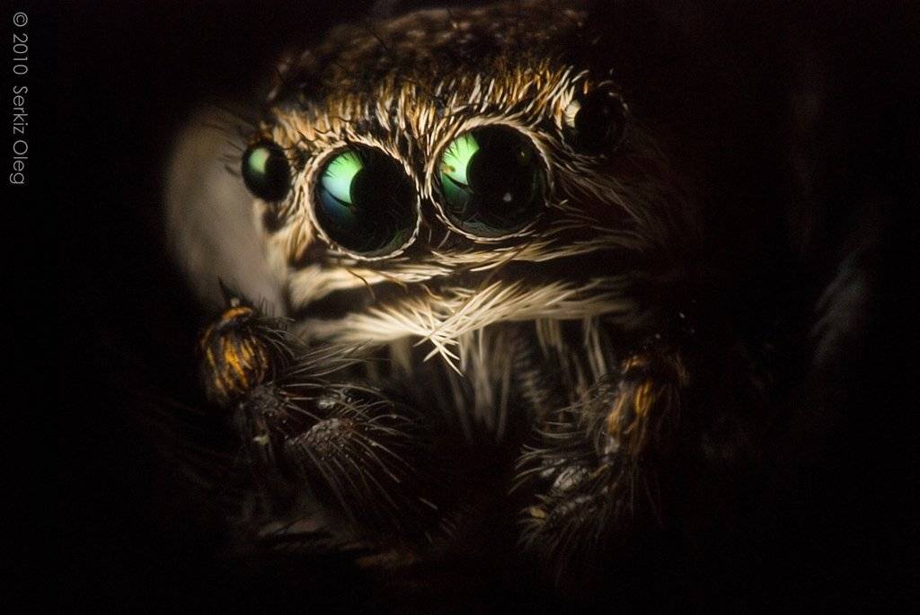 evarcha, arcuata, serkiz, oleg, macro, close up, art, creepy,eyes, Oleg Serkiz