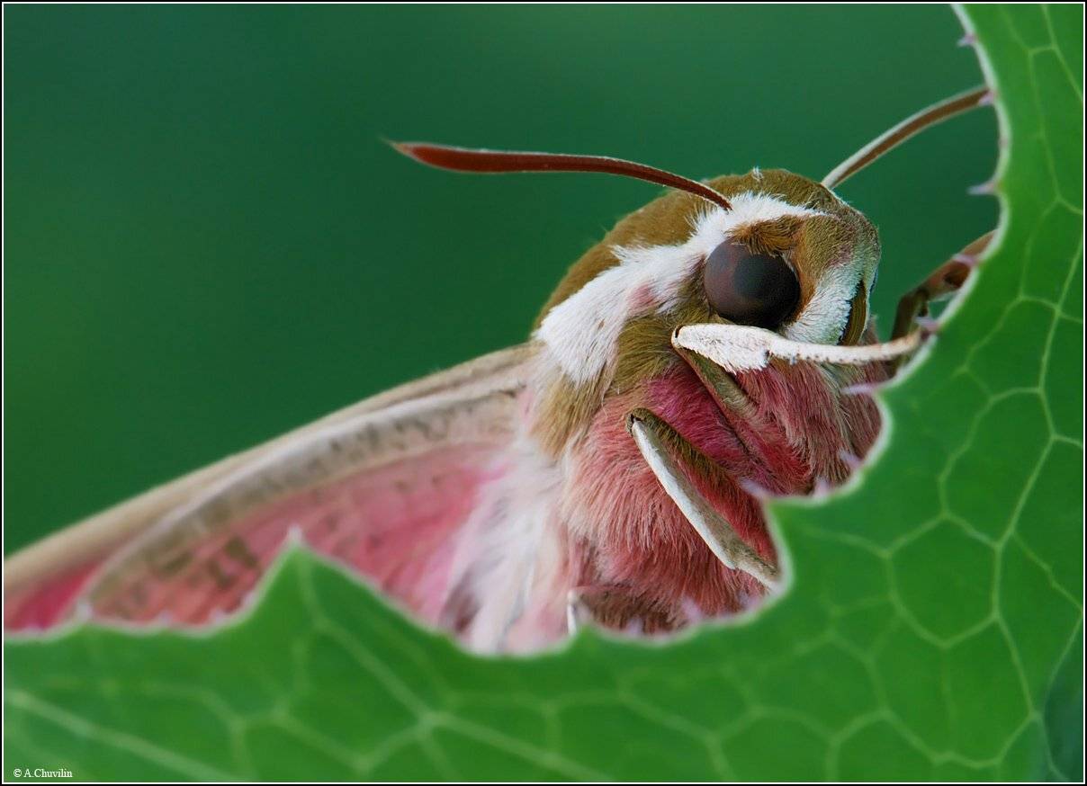 рамка,листа,портрет,бражник, Александр Чувилин