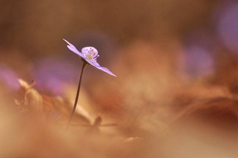 ** фото превью