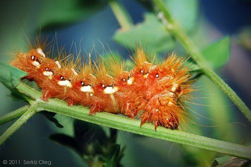 Acronicta Rumicis