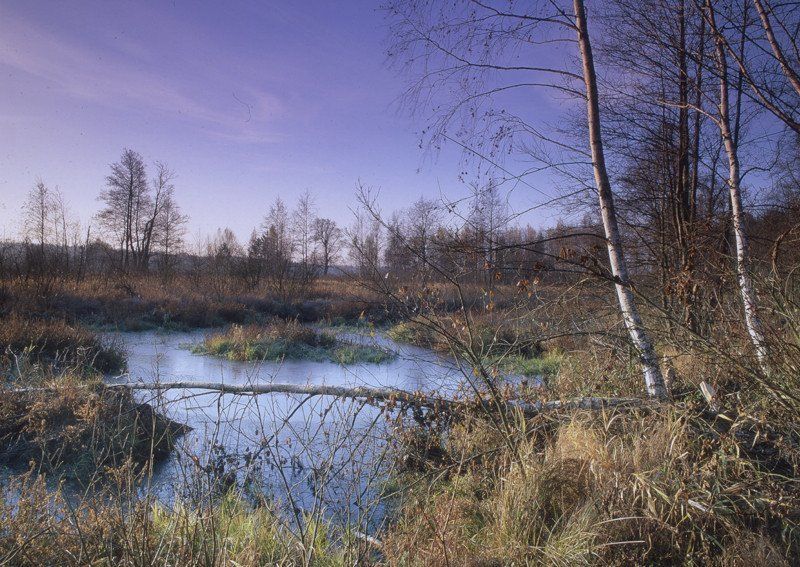 небо.деревья.трава.осень.заморозки. Остатки пруда фото превью