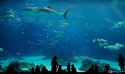 Georgia Aquarium