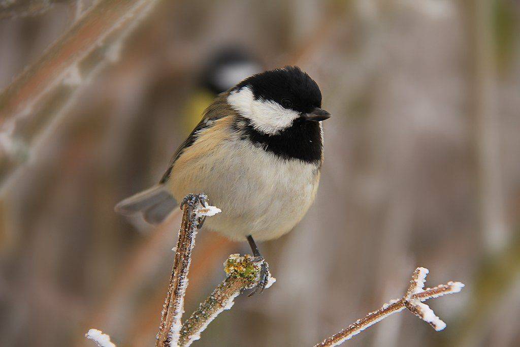 , Михаил  Пилипенко