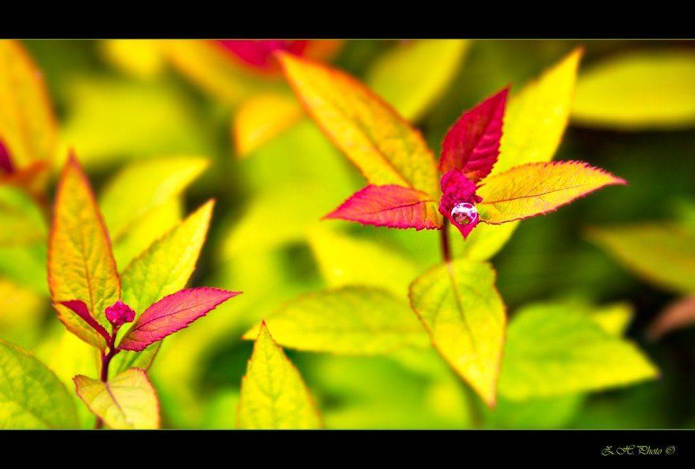 plant, red, green, drop, water, pearl, Zdravko