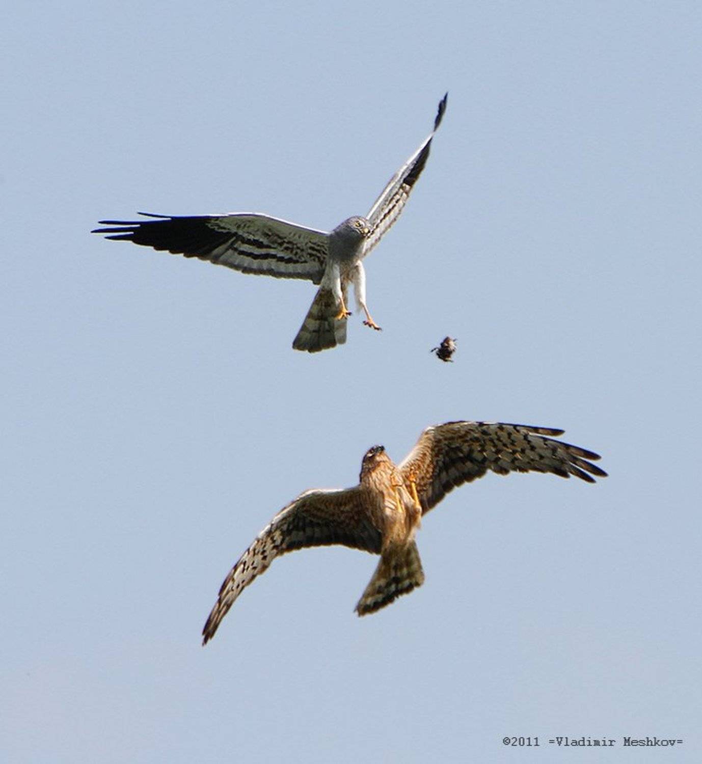 , &copy; =Vladimir Meshkov=