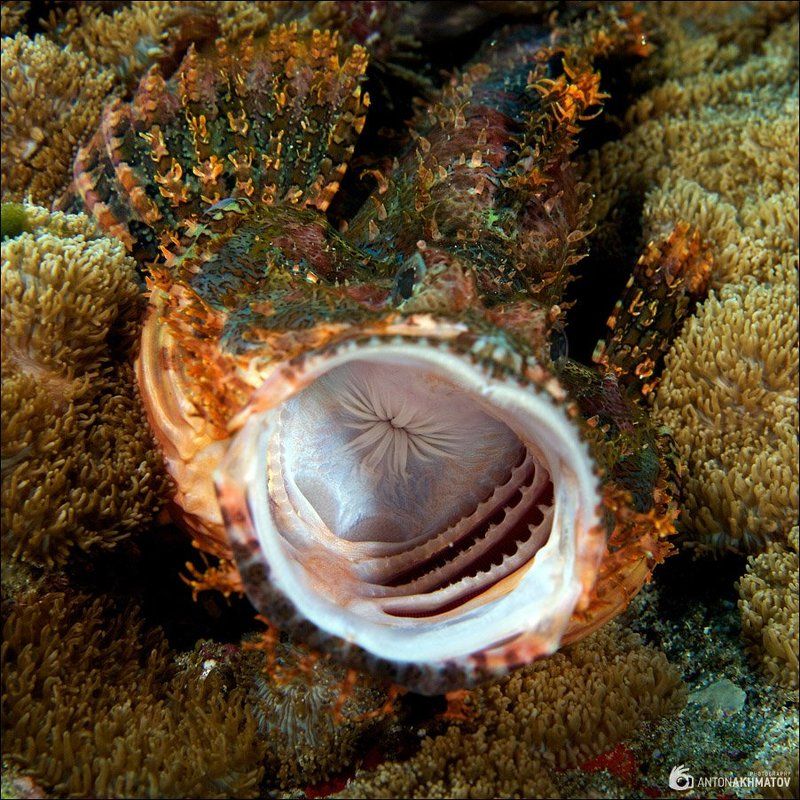 underwater, stonefish, sipadan А-А-А фото превью