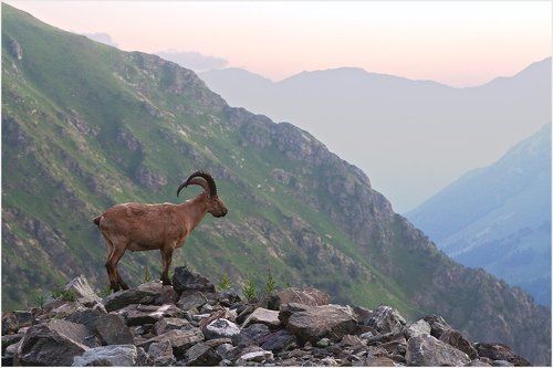 Утренний гость