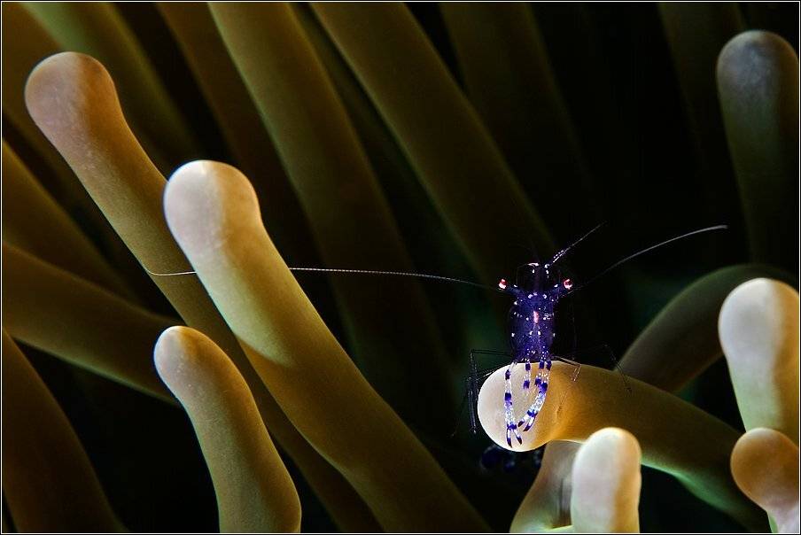 , Владимир Жданов