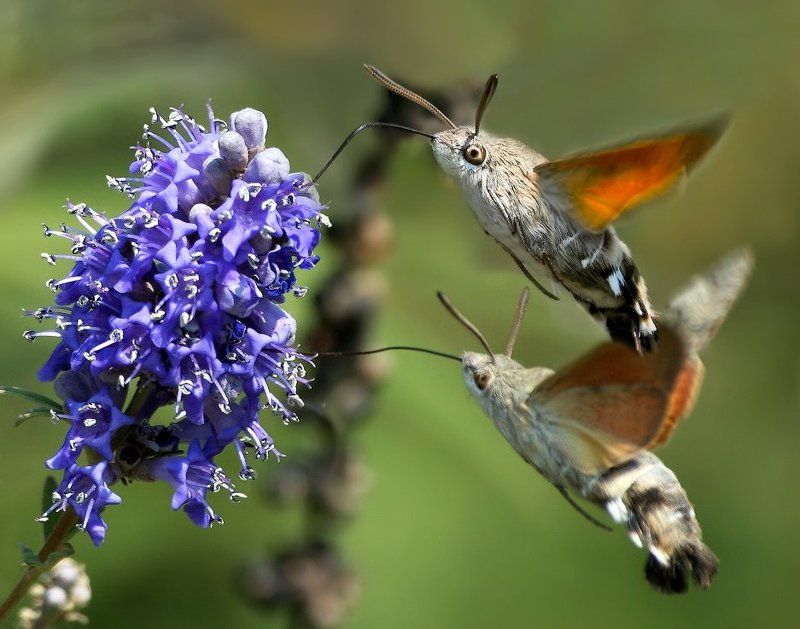 Заправка на лету фото превью