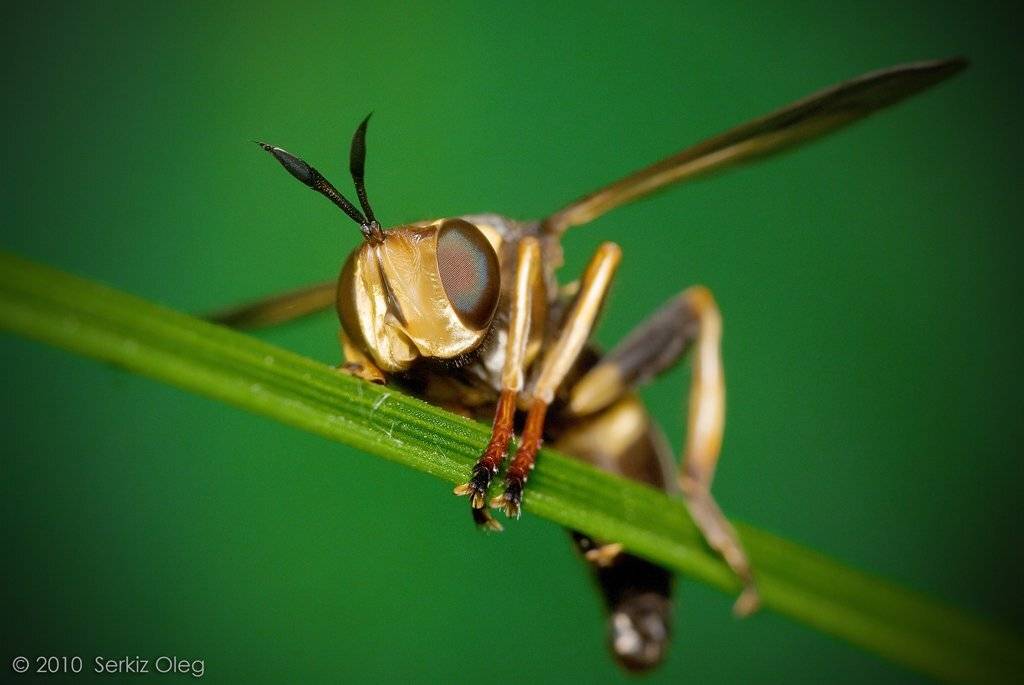 conops, flavipes, Oleg Serkiz