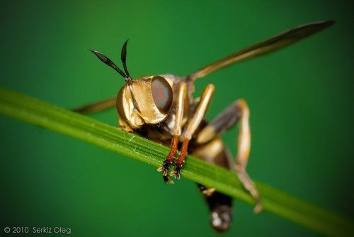 Conops flavipes