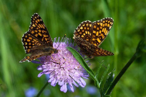 Куда ж ты милая...
