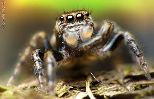 Evarcha sp. Salticidae