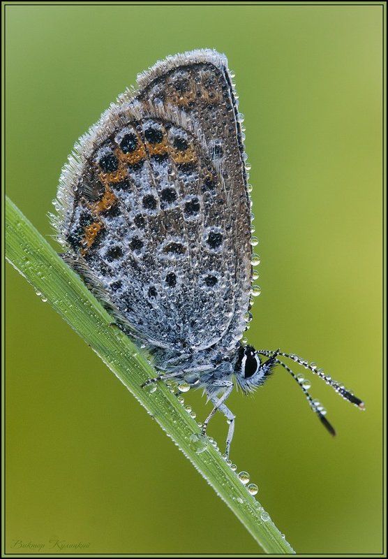 Мокрый портрет фото превью