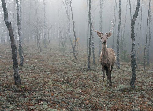 Лес. Туман. Осень.