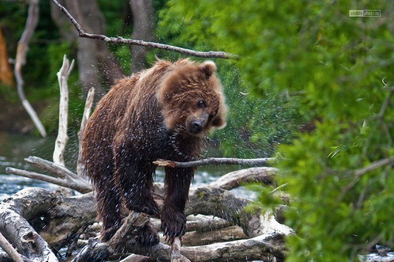 бурый, медведь Опять медведи... фото превью