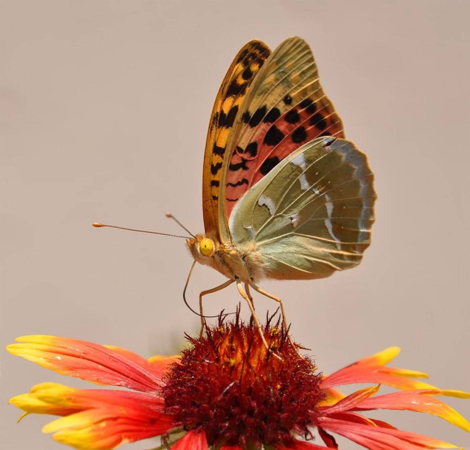 , Игорь Олейник